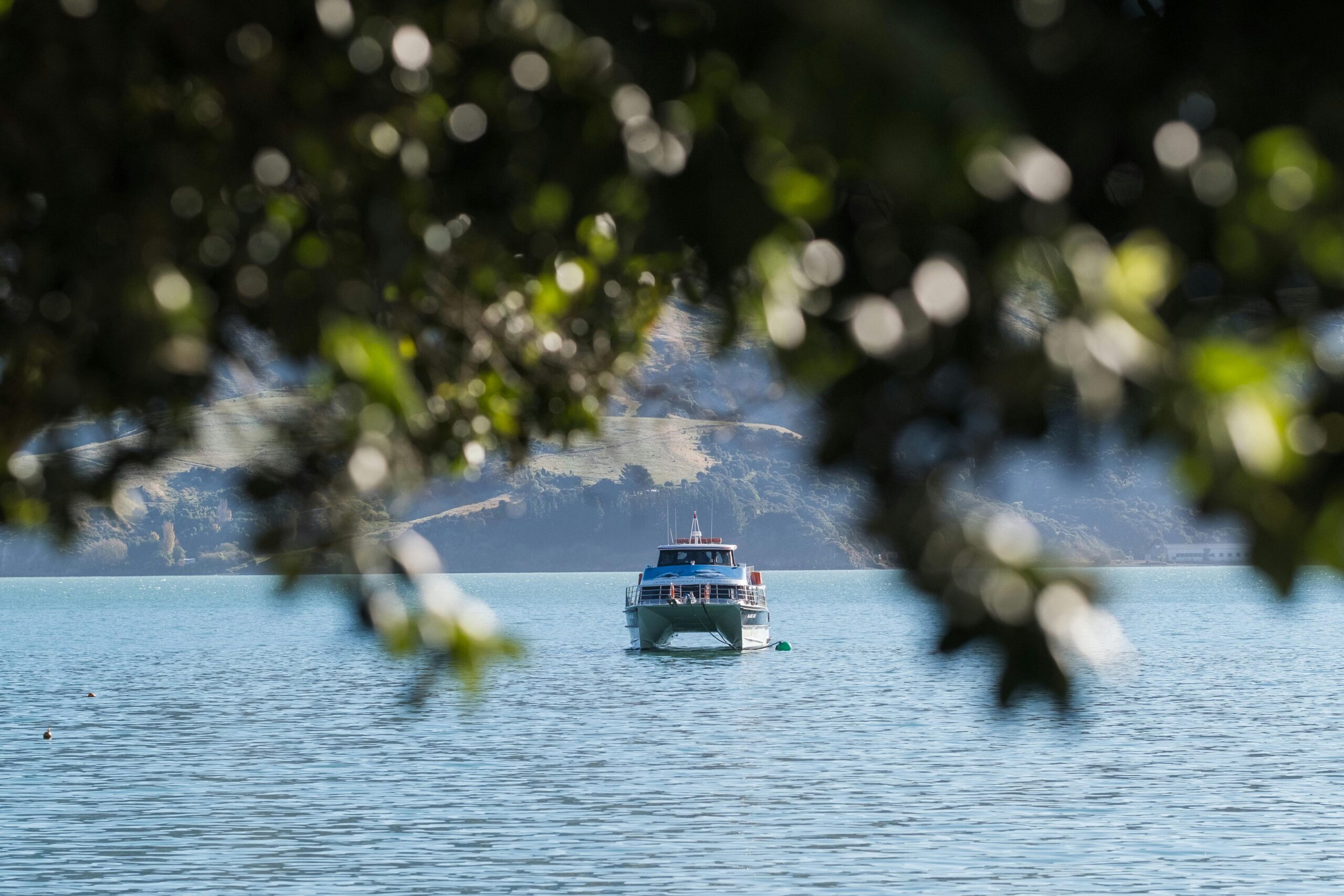 a cruise ship on tranquil waters seen through lush foliage in christchurch, new zealand.